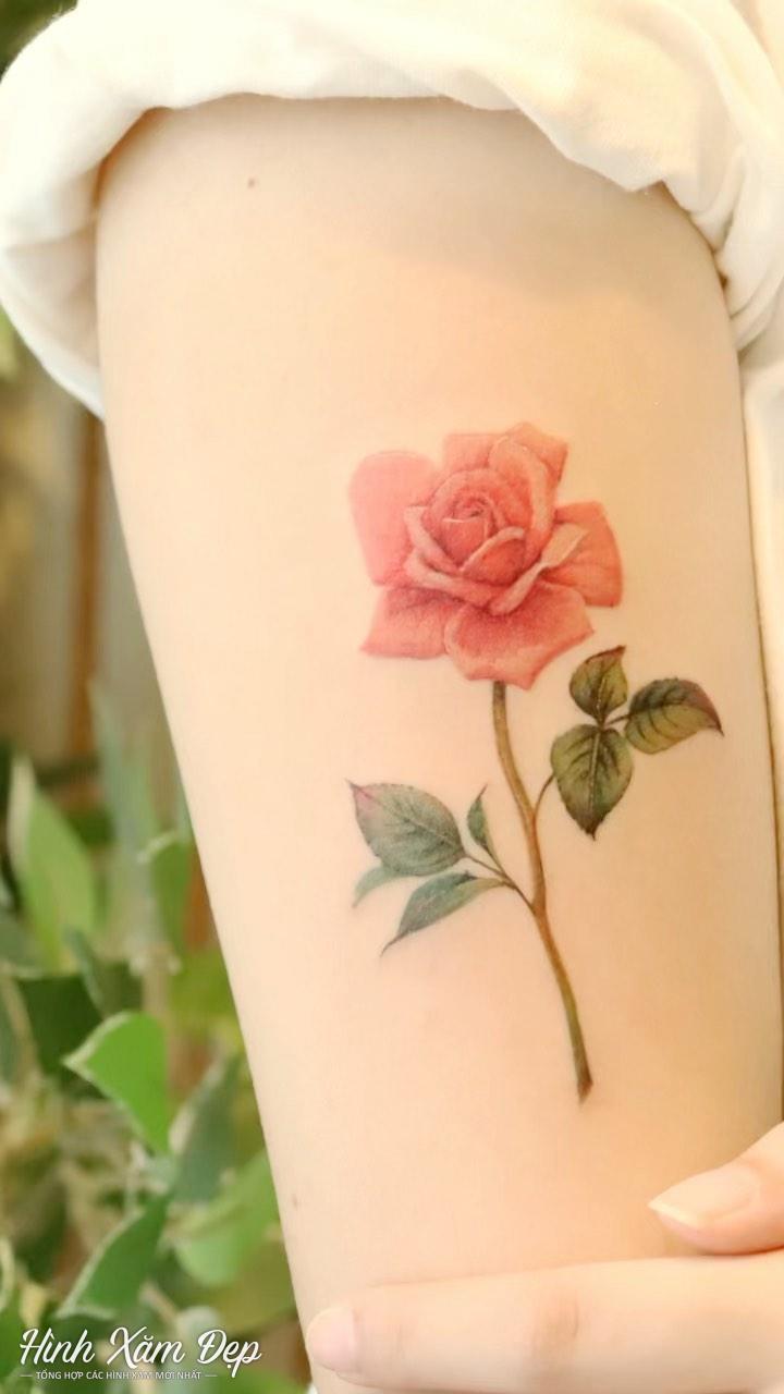 Hình xăm hoa hồng bắp tay (2)